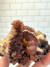 COIN CALCITE - RARE Mineral Fine Specimen