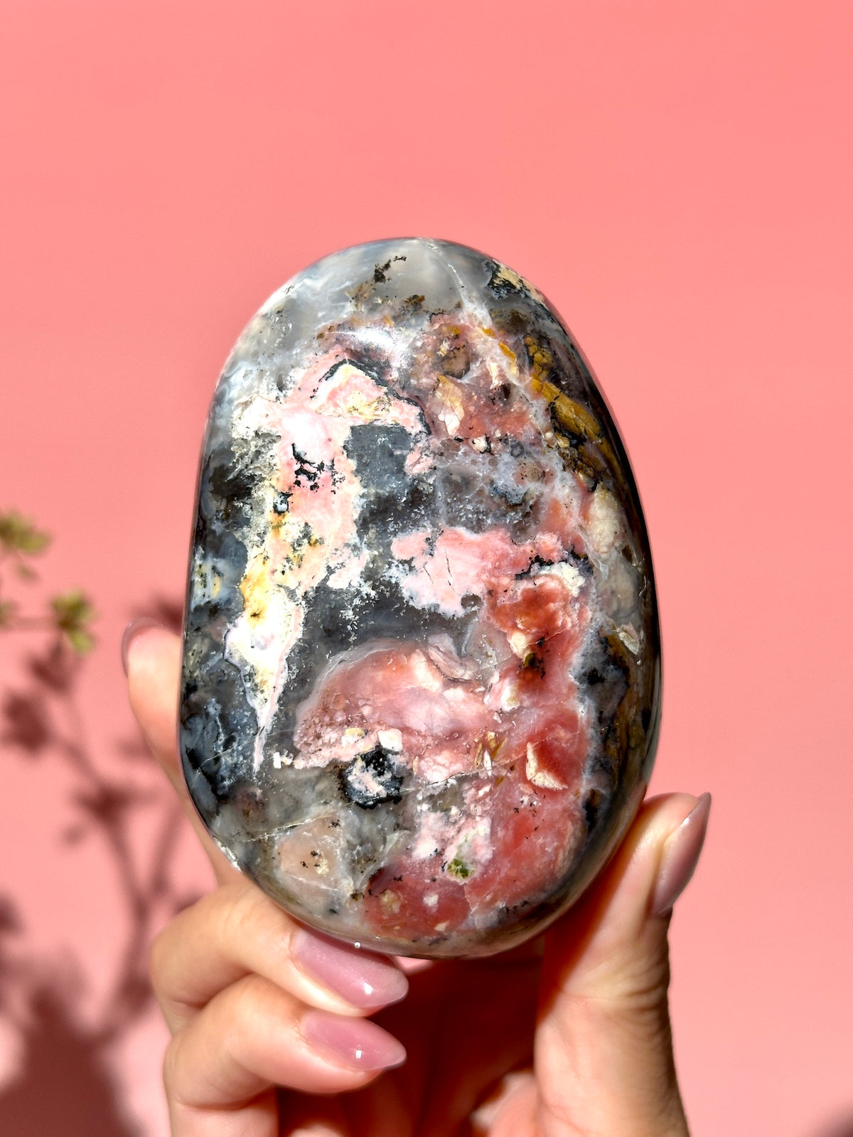Pink Strawberry Peruvian Opal Palm - Option A