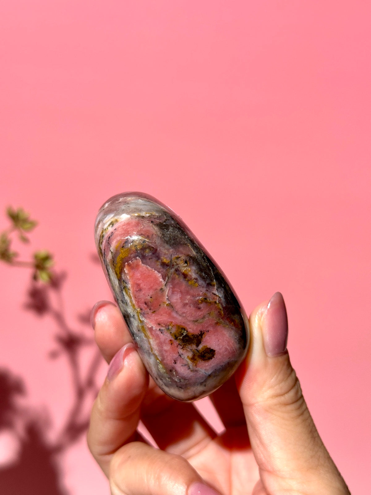 Pink Strawberry Peruvian Opal Palm - Option i