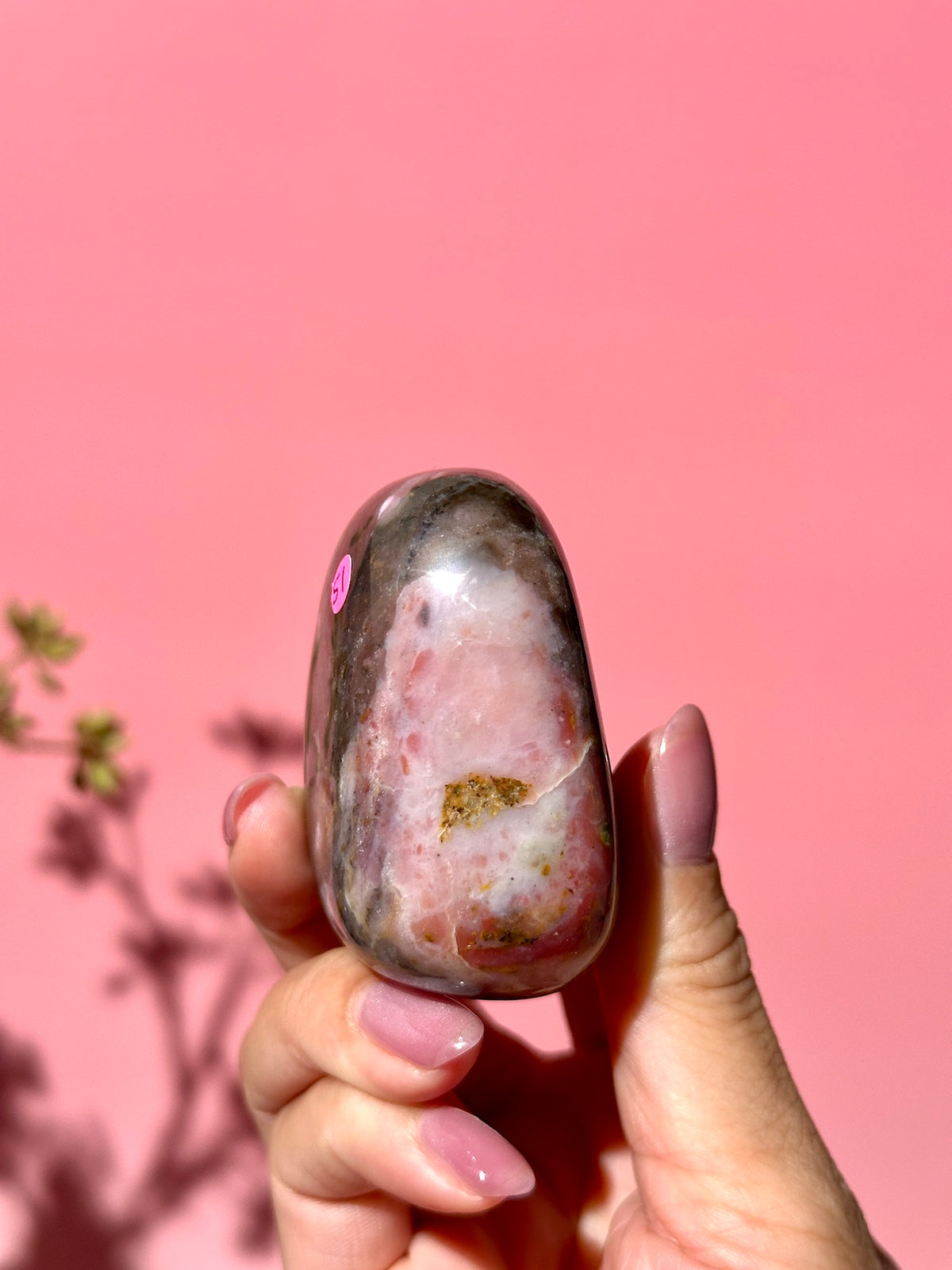 Pink Strawberry Peruvian Opal Palm - Option i